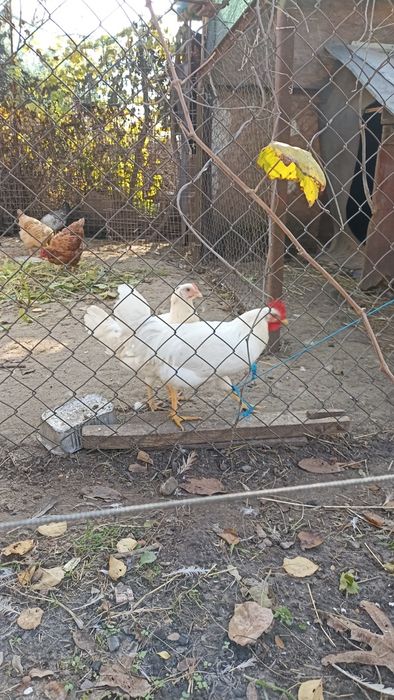 Меняю домашних петушков