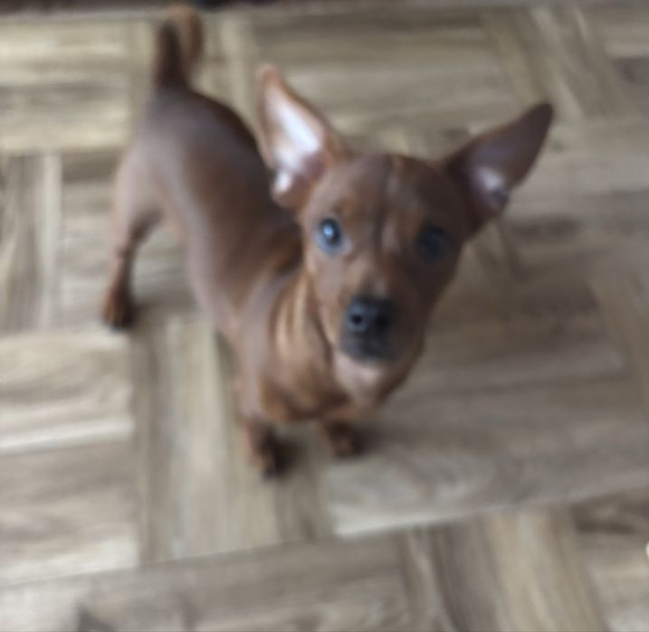 Pieski szukają domków