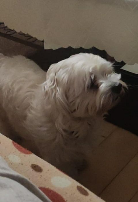 Oddam 4 letniego maltańczyka