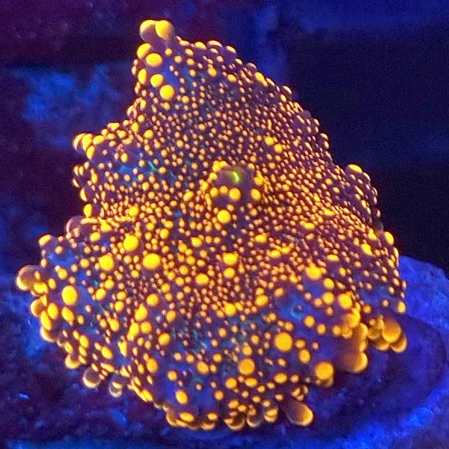 Ricordea Yuma koralowiec akwarium morskie koralowce wwwKoralePro