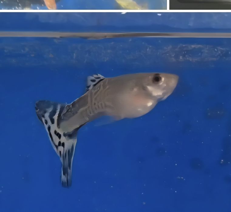Guppy cobra azul