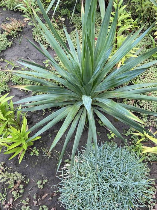 Юкка, вулична рослина