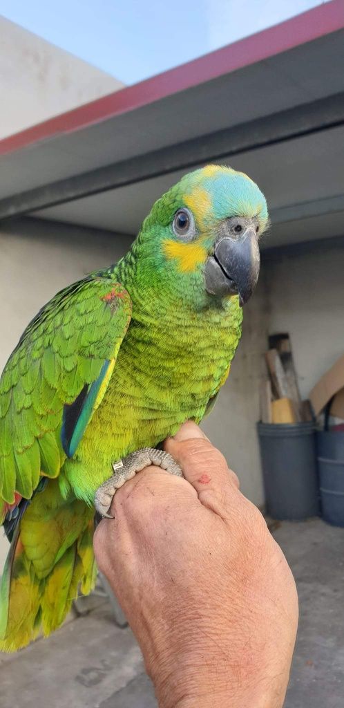 Papagaios  amazonas aestiva aestiva