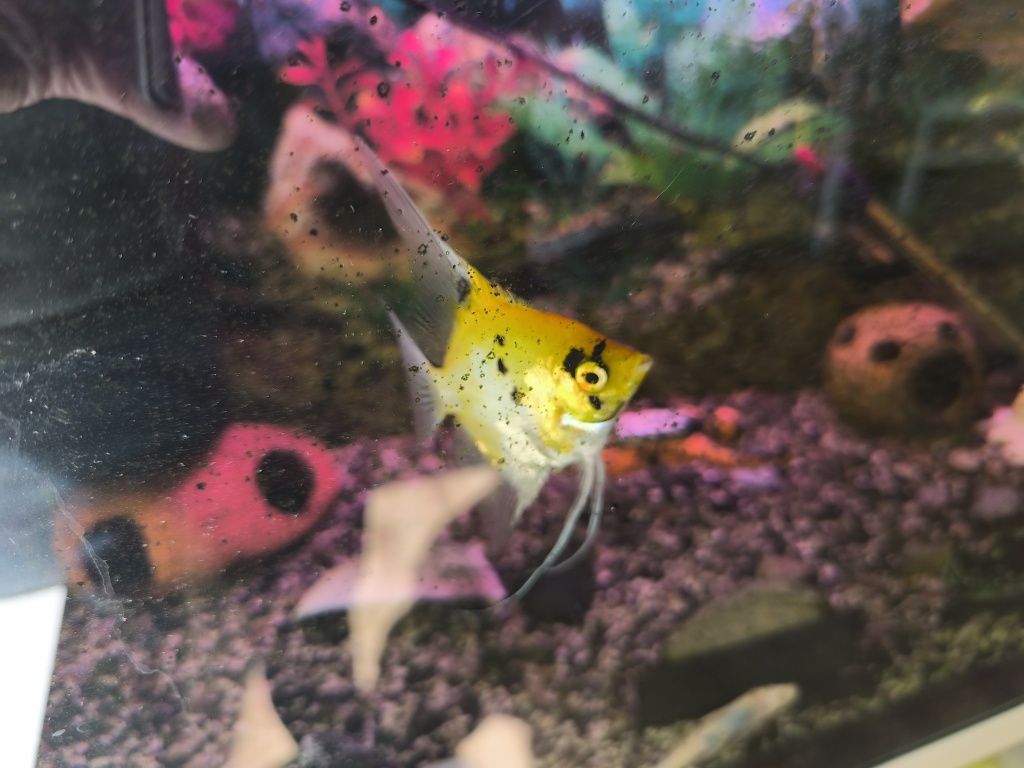 Sprzedam Skalara 8 cm