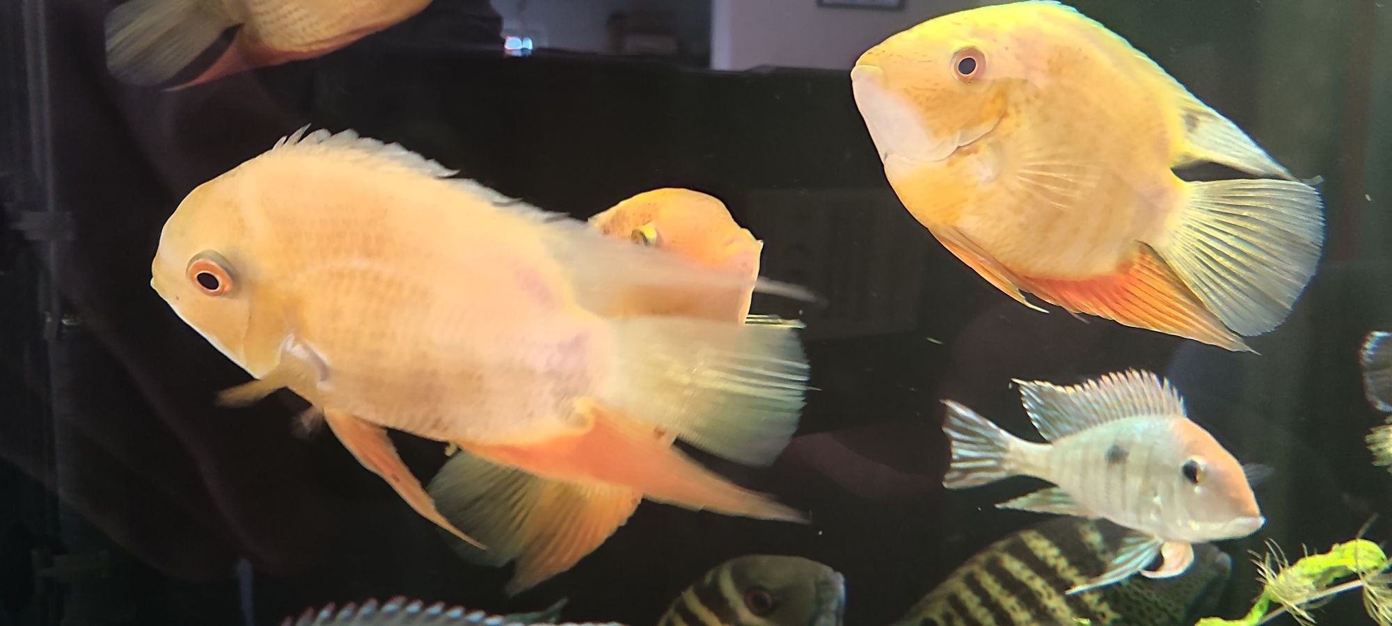 Pielęgnice severum 8 dużych sztuk