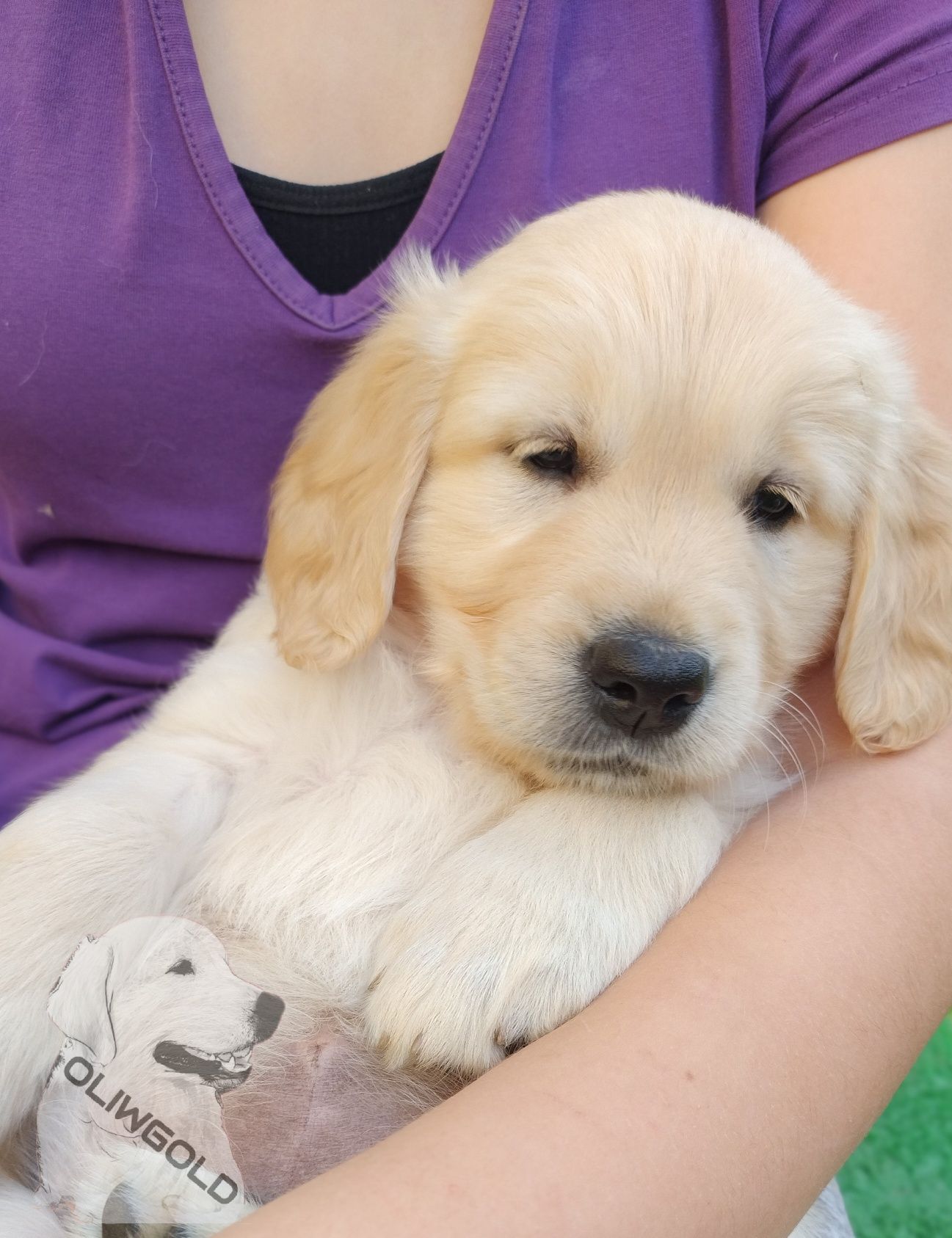 Golden Retriever ZKwP FCI Już do odbioru