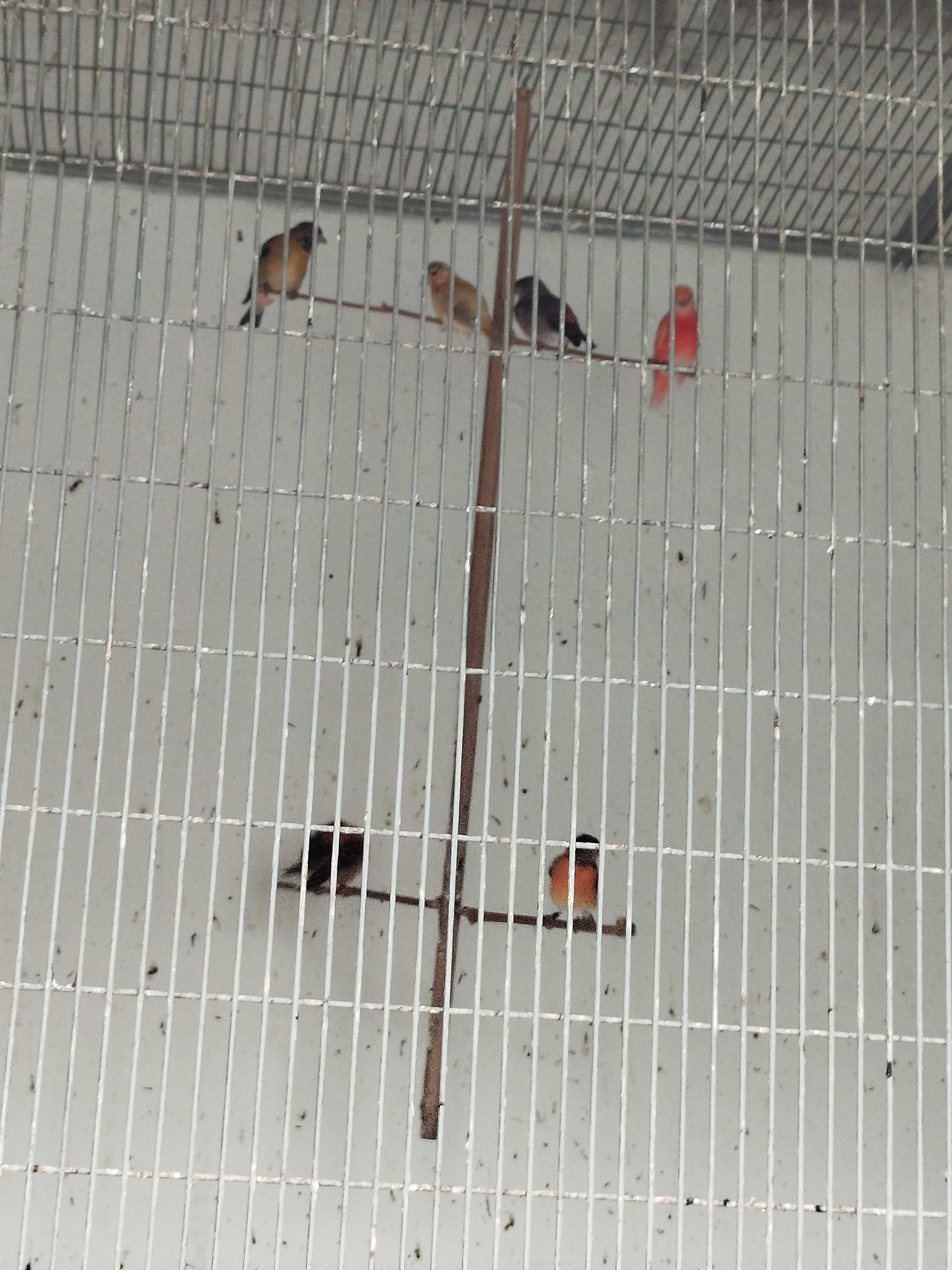 Cardinalitos 2025 novos