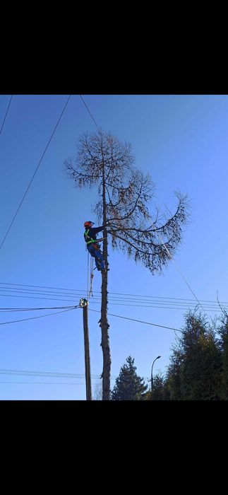 Ścinka drzew metodą alpinistyczną, rozdrabnianie gałęzi