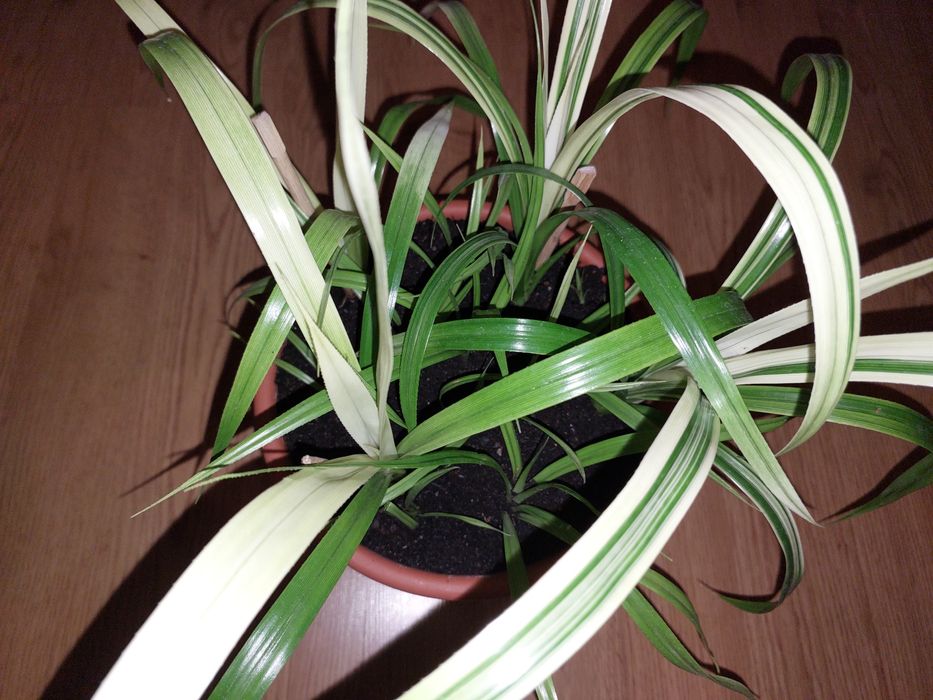 Панданус Вейча.Детки