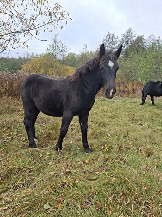 Zrebice zimnokrwiste