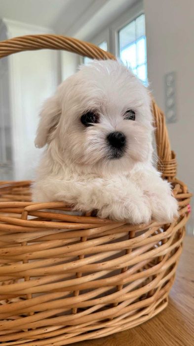 Maltańczyk Piękny Piesek z Rodowodem. Mini. Do odbioru.