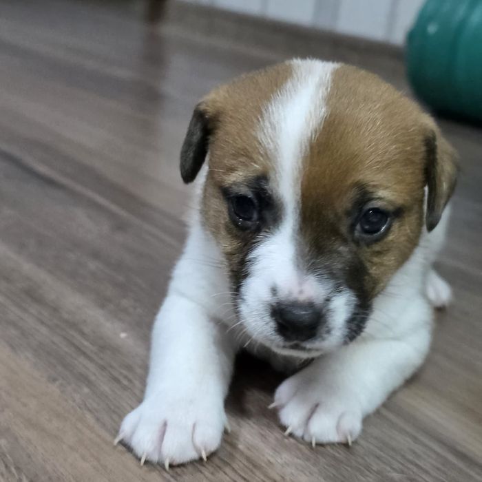 Цуценя Джек Рассел тер'єр