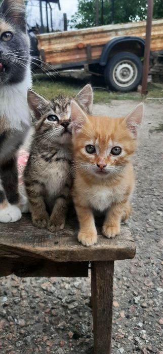 Коти , рудий кіт