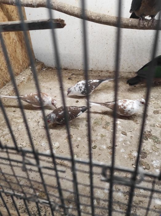 Gołąbki diamentowe szeki