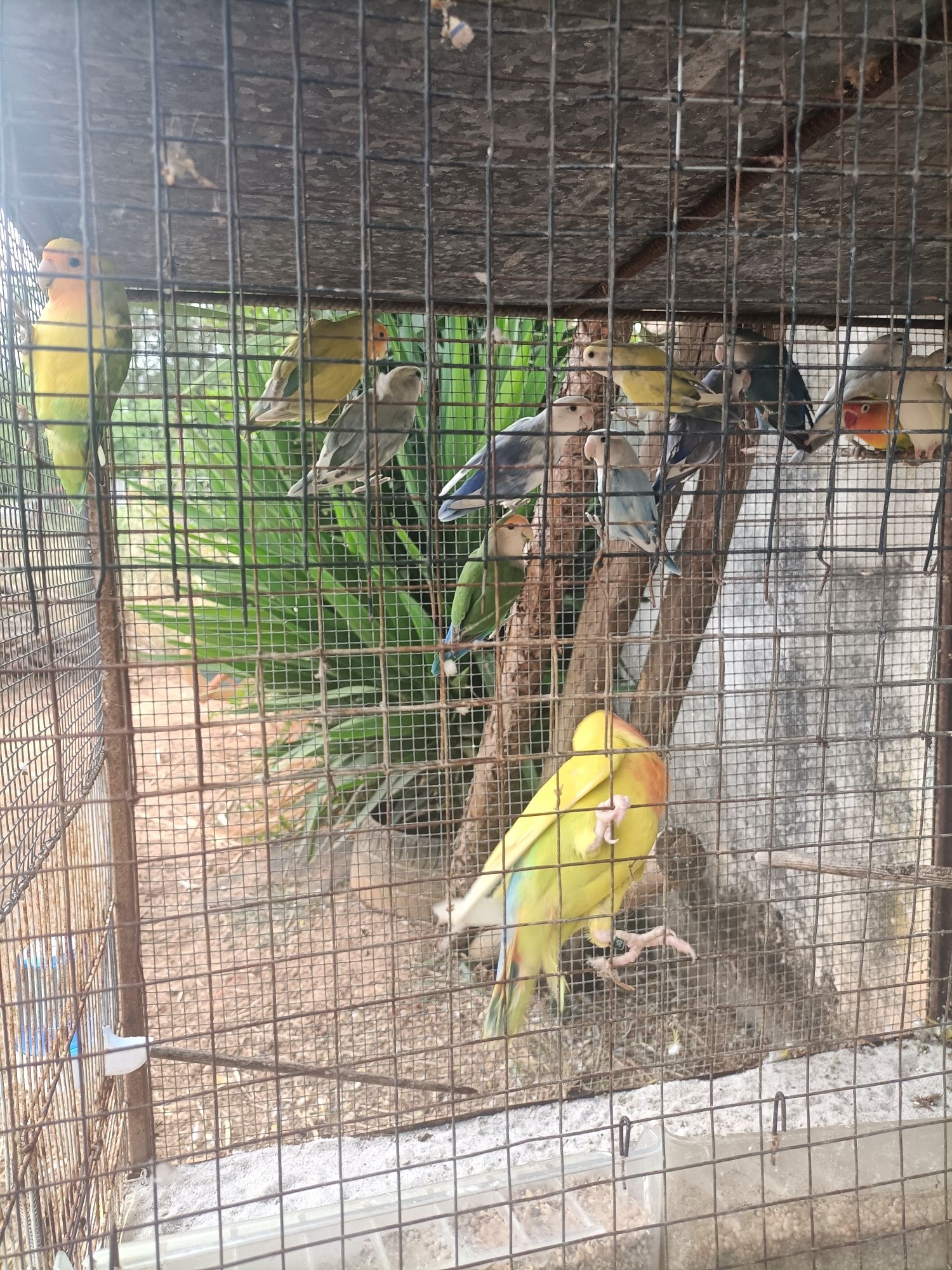 Rosicolies para dispensar