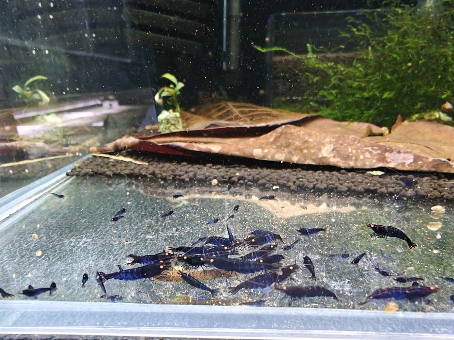 Krewetki Caridina Royal Blue Tiger OE