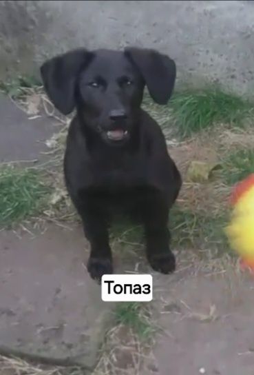 Отдам в любящую семью мальчик метис курцхара