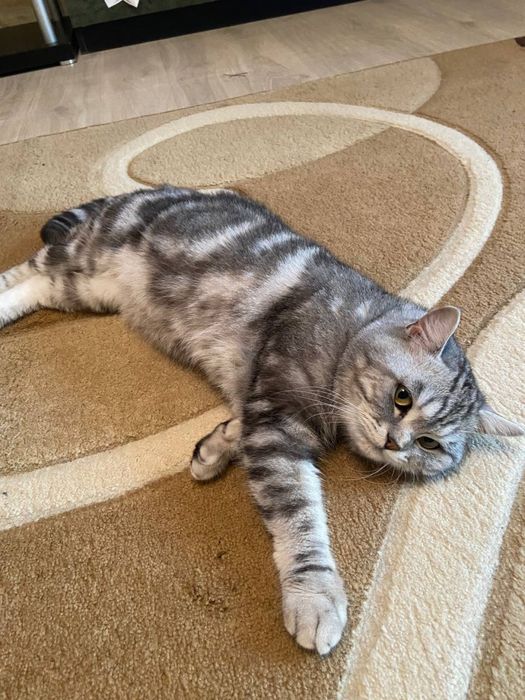 Вязка кота!Породистый