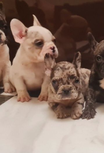 Мерле хлопчик, білопалева дівчинка.