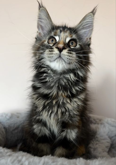 Maine Coon - Torbie (com LOP)