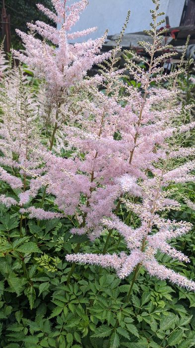 Астильба набір з 6 різних астильб