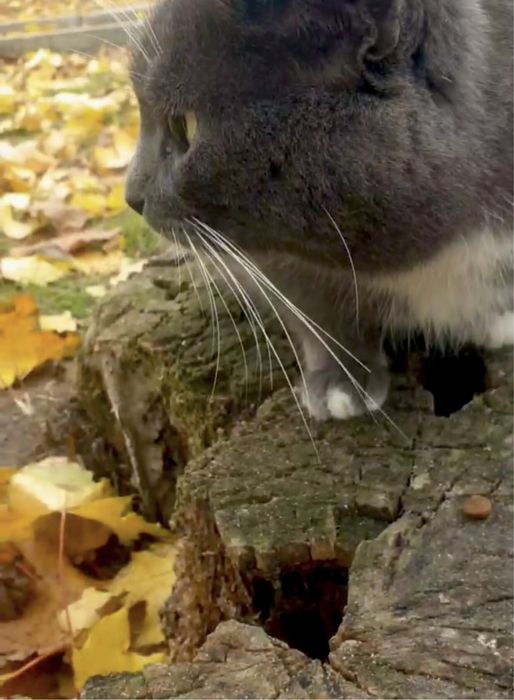 ТЕРМІНОВО! Потрібен дім або перетримка