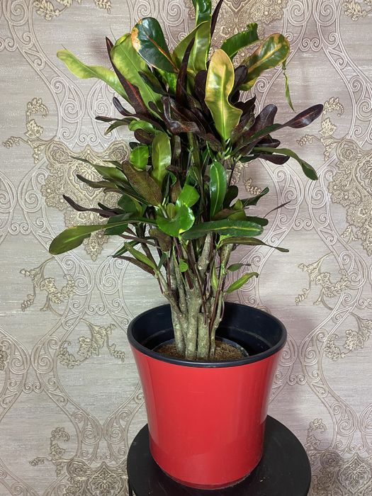 Кротон Маммі (Codiaeum variegatum Mammy) h -55 чм