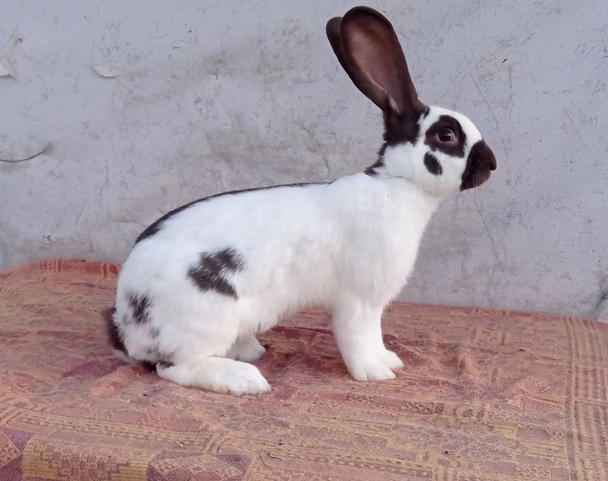 Німецький строкач гавана