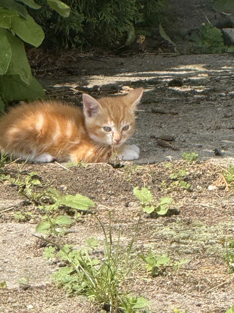 Malutkie Kotki do adopcji