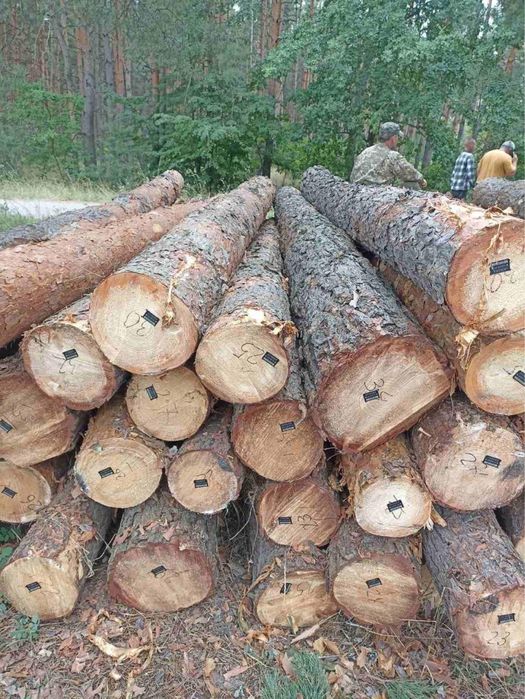 Лес Кругляк Сосна