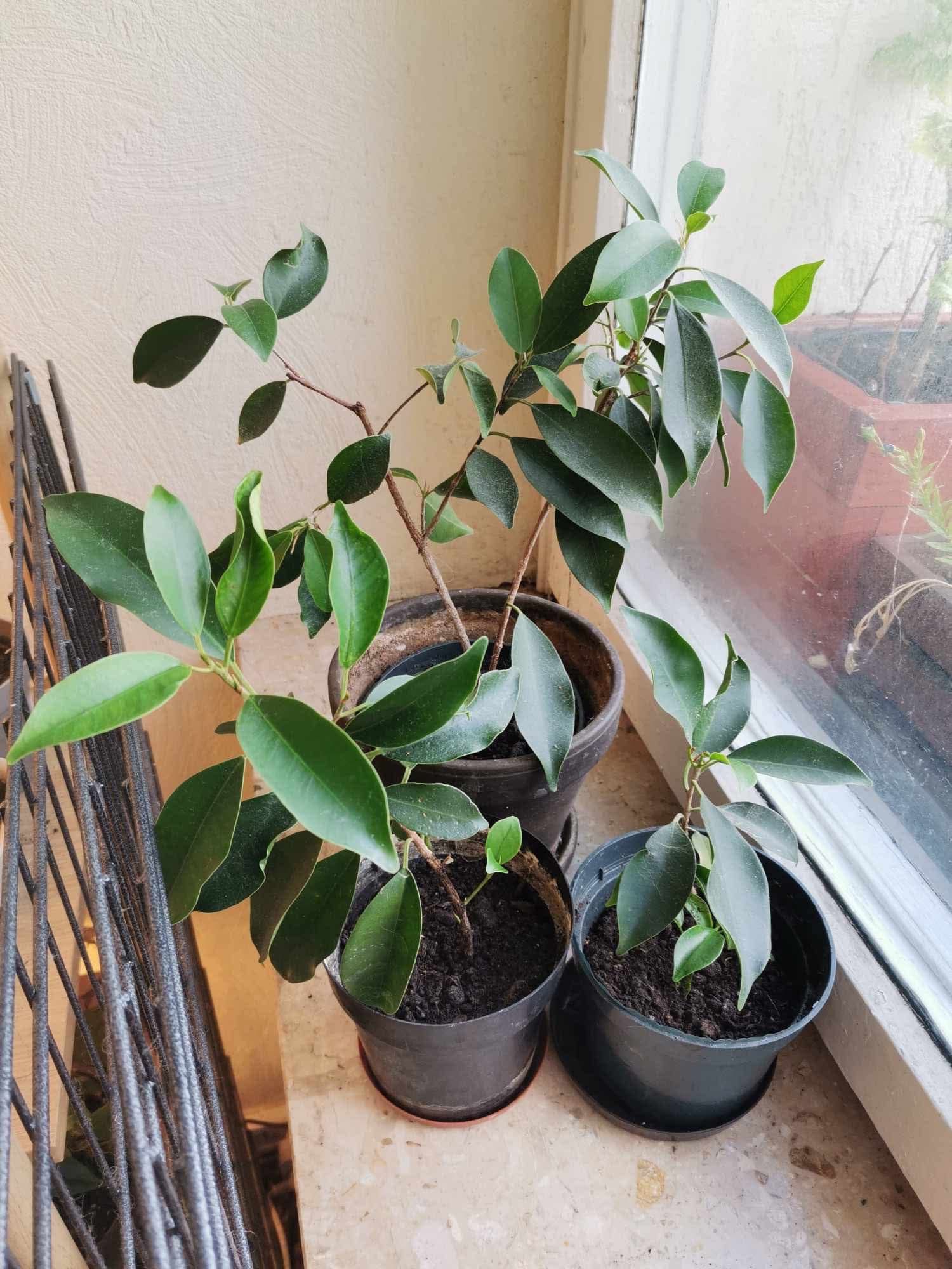 Ficus Benjamina 3 drzewka
