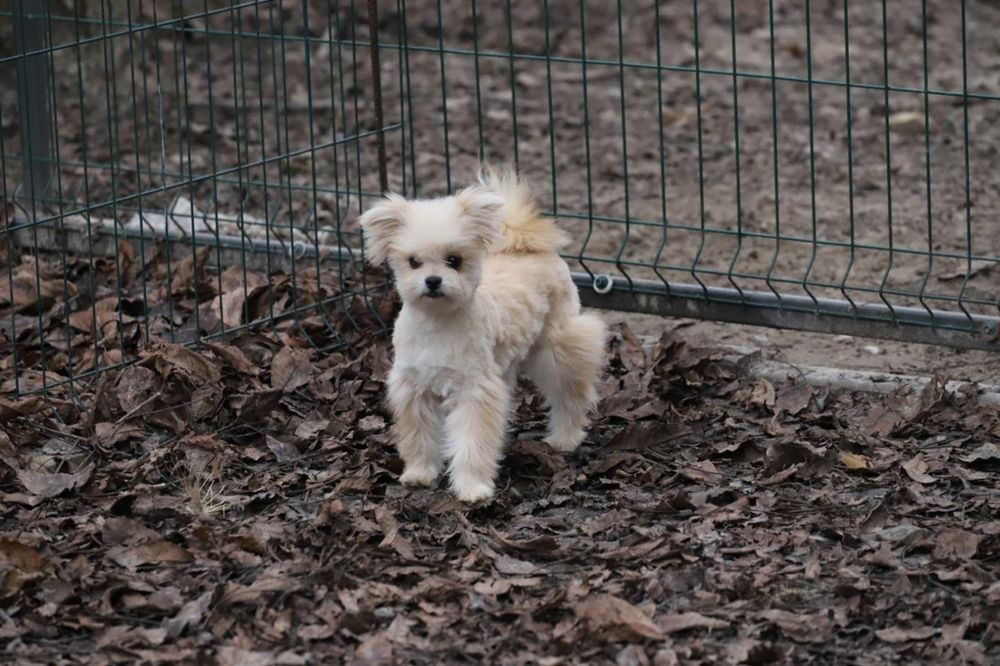 Пальтипу мальчик мини