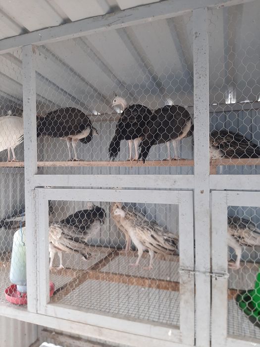 Criação de pavões 2025 de várias espécies