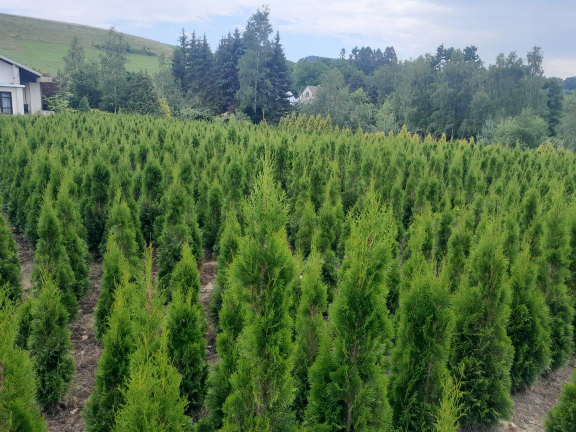 Tuja (thuja) Szmaragd