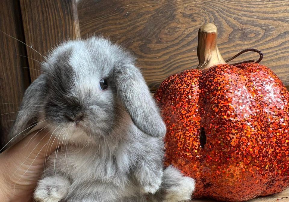 Króliki miniaturki mini teddy mini lop mini angora dostępne od ręki