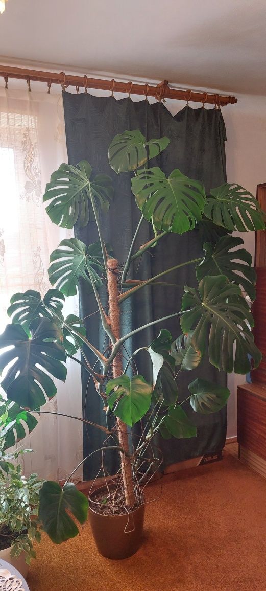 Ogromna Monstera