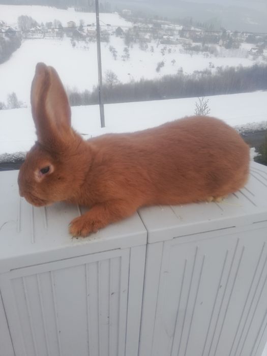 Sprzedam samca nowozeland