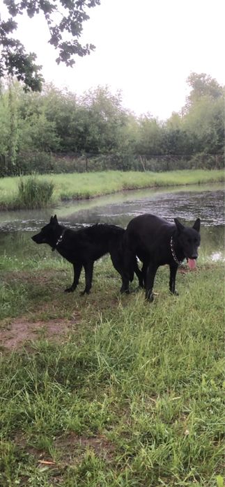 Акція - 23.11.2025. Вівчарка цуценята чорна