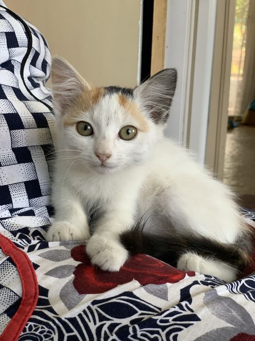 Милая, нежная, тактильная кошечка 1,5-2 месяца