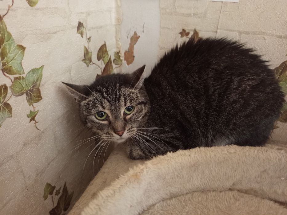 Kotka Dyzia szuka domku