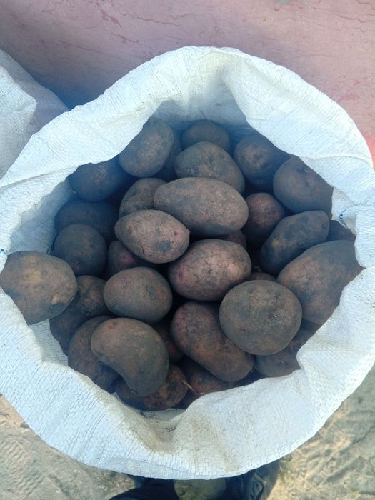 Домашня велика картопля