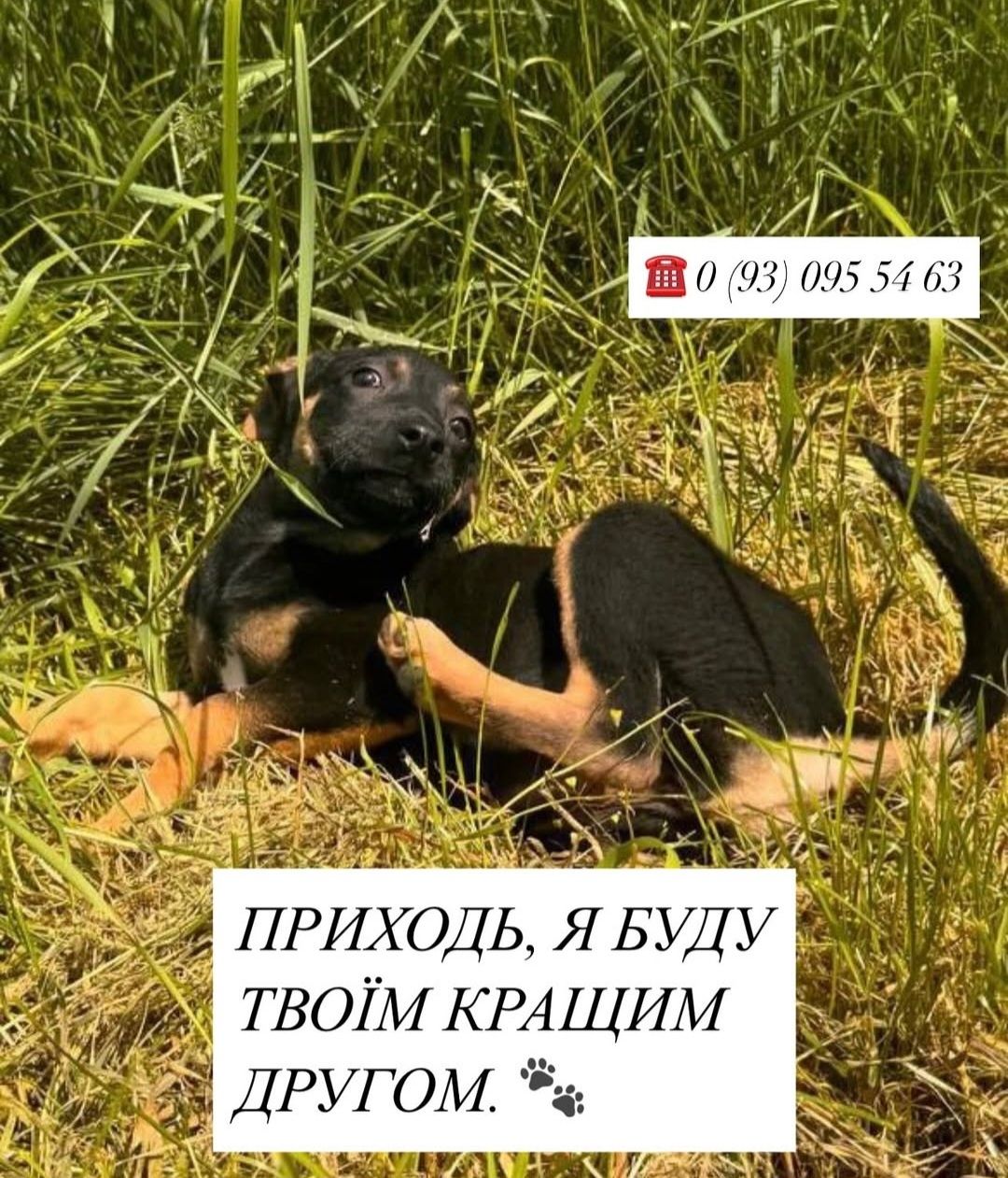 Унікальні цуценята + подарунок стерелізація.
