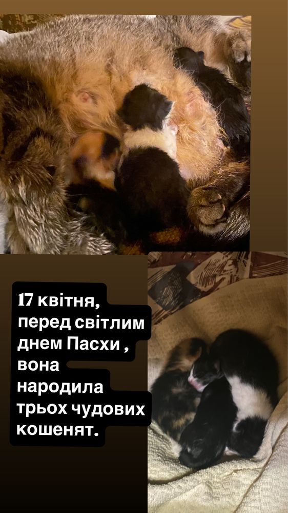 Посмотрите описание ( отдам котят в добрые руки)