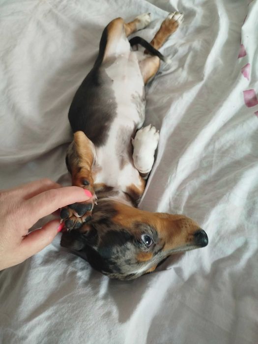 Jamnik suczka merlle