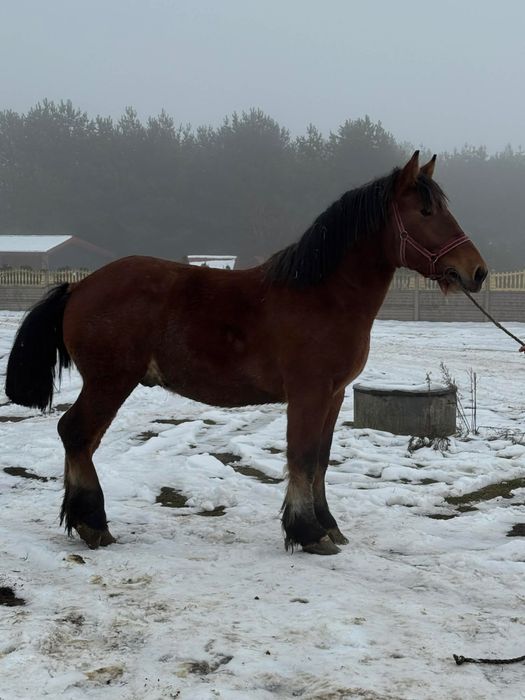 Ogierek zimnokrwisty