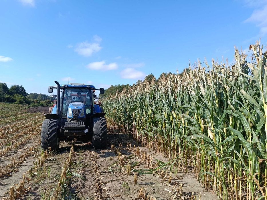 Kukurydza na pniu na kiszonke