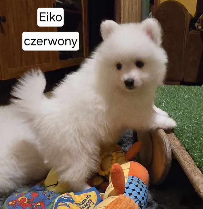 Szpic japoński chłopiec