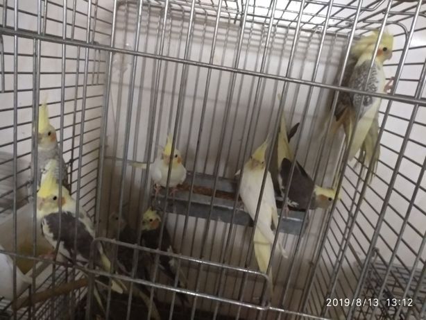Попугаи Корелла птенчики окрас:серый, корица, перловый,белый