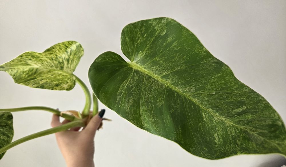 Philodendron Giganteum Variegata