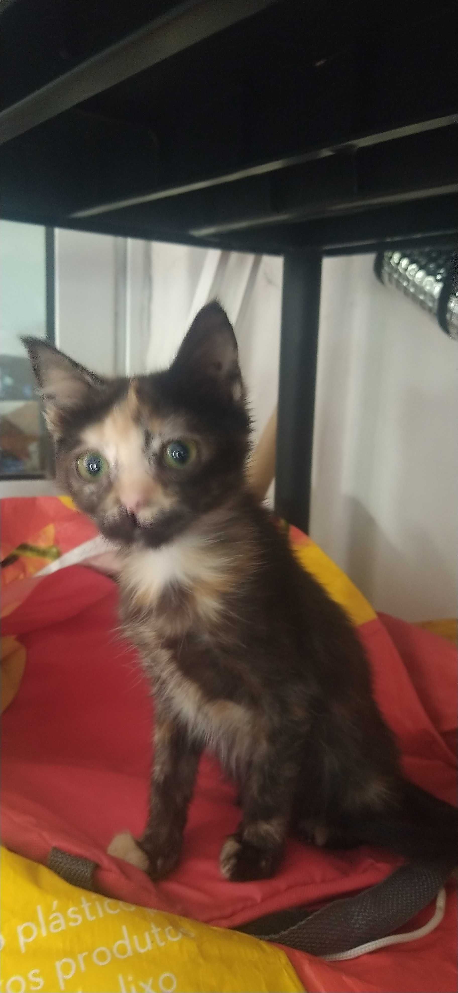 Gatinha  para adoção responsável